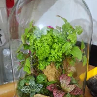 تراریوم تک|گل و گیاه طبیعی|تهران, مشیریه|دیوار