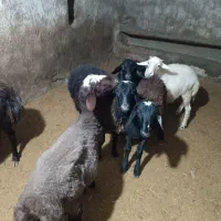 گوسفند نر قربانی و کشتاری|حیوانات مزرعه|شراء, |دیوار