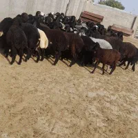 بره نر میش بز بزغاله نربز قوچ