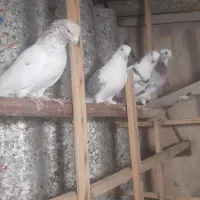 پرنده کبوتر