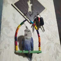 طوطی برزیلی اوپال رنگ خاص|پرنده|اهواز, پردیس دو|دیوار