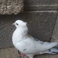 کبوتر دم سیاه