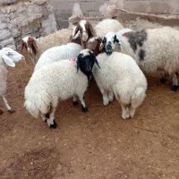 بره سبک وزن