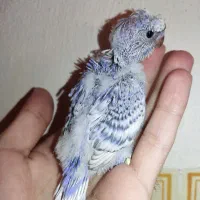 جوجه مرغ عشق پروانه ای سرلاکی اسپانگل