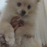 سگ پامرانین|سگ|تهران, بیسیم|دیوار