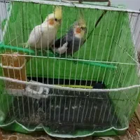 عروس هلندی|پرنده|مشهد, یاس|دیوار