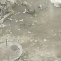 پژدر|سگ|کرمانشاه, |دیوار