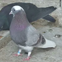 کبوتر شکار، نر شکاری