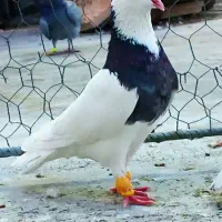 کبوتر طوق شازده نر مست جوان بشرط