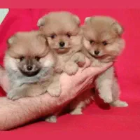 پامر خرسی پامر جیبی