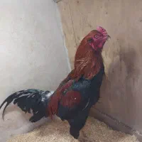 خروس لاری  نصل افقان ترک