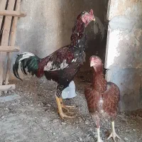 مرغ خروس لاری