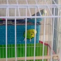 مرغ عشق معاوضه با عروس هلندی|پرنده|اسفراین, |دیوار