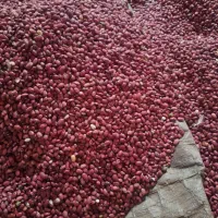 یک تن لوبیا قرمز