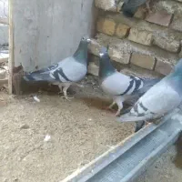 پرنده مسافتی جواب داده|پرنده|مینودشت, |دیوار