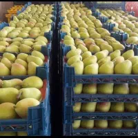 فروش نهال گلابی شاه میوه +تضمینی لیبل دار