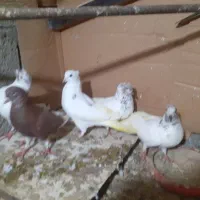 کبوتر|پرنده|رشت, پسیخان|دیوار