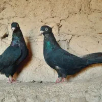 دوتا نر زاغ درجه یک کشیده