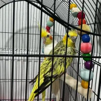 عروس هلندی|پرنده|گرگان, |دیوار