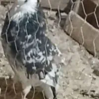 کفتر|پرنده|سلطانیه, |دیوار