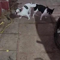 یه جفت فرنچ بولداگ