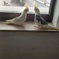 عروس هلندی همشون آرام دستی|پرنده|ماسال, |دیوار