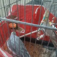 ۲جفت عروس هلندی بالغ کار داده اماده