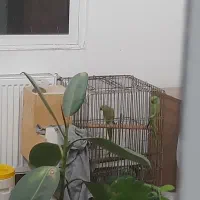 جفت طوطی ملنگو مولد خانگی .بدون قفس .تخفیف ندارد