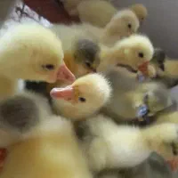 جوجه غاز و قوغاز دورگه در سقز