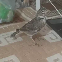 سهره خاکی ریز خوان