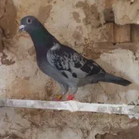 کفتر جان اردن مسافتی پلاکی المانی