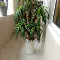 فروش درختچه نخل با گلدان