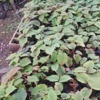 نهال کیوی تلخ|گل و گیاه طبیعی|چوبر, |دیوار