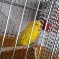 مرغ عشق|پرنده|اصفهان, ارداجی|دیوار