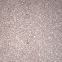 گندم دیم وابی|خدمات باغبانی و درختکاری|قوچان, |دیوار