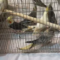 عروس هلندی همه جوره