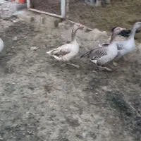 غاز|حیوانات مزرعه|زرقان, |دیوار