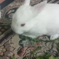 یک عدد بچه خرگوش کوچک سفید