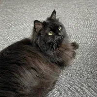 فروش گربه مینکون میکس پرشین