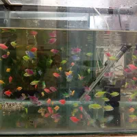 ماهی کالرویدو و نئون آبی