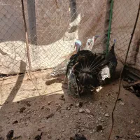 بوقلمون نر و ماده