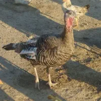 مرغ و بوقلمون|حیوانات مزرعه|گمیشان, |دیوار