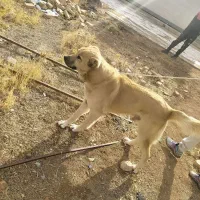 واگذاری سگ سرابی