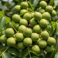 خرید نهال گردو فرنور طلایی با کیفیت تضمینی