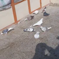 سلام تعداد ۳۰ کبوتر|پرنده|کهریزک, |دیوار