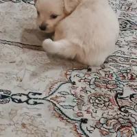 سگ پاکوتاه پامر|سگ|تهران, شهرک نفت|دیوار