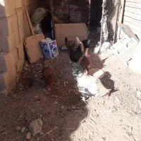 مرغ و خروس محلی