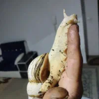 کلاژن حلزون طبیعی