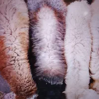 بره نر پروا