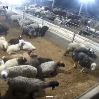 کار در دامداری